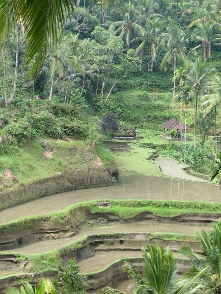 2007 07 17 BALI 0034.jpg
